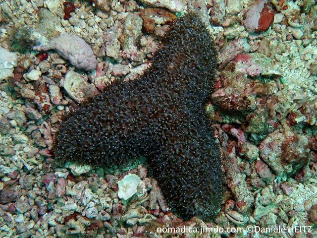 corail dur , non fixé, allongé ou en Y, X , T,  verdâtre à brun-grisâtre, tentacules nombreux, pointes blanches
