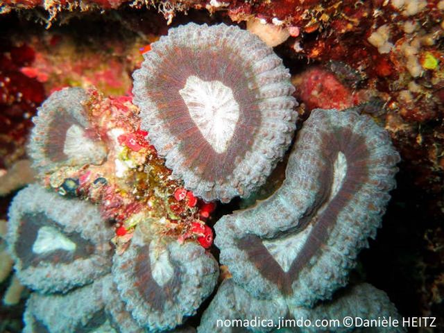 Corail dur, corallites individuelles, gris bleuté, gris brunâtre, centre clair, septes dents pointues