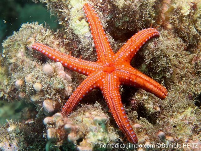 Etoile de mer, rouge, terminaison bras, points blanc-bleuté