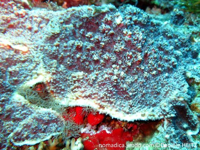 corail dur, plaque encroûtante, surface pustuleuse