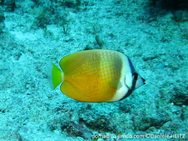 poisson, jaune, bandes blanches