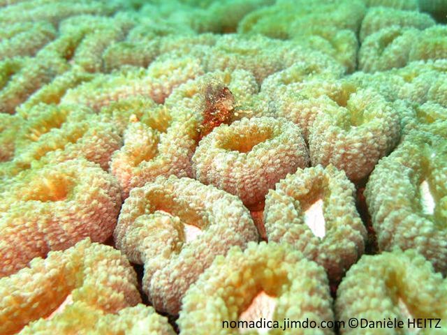 Corail dur,  formant des colonies de corallites, compates, mur épais, 1 à 3 centres