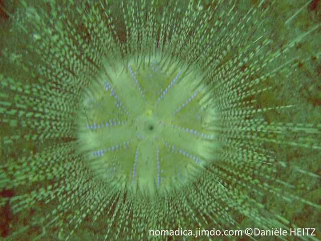 Oursin, forme ronde, aplatie, couleur blanchâtre, points alignés iridescents, très longs piquants annelés