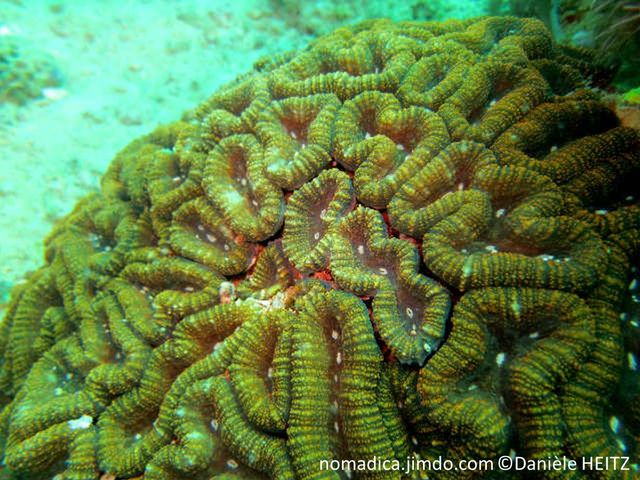 corail, dur, cerveau lobé