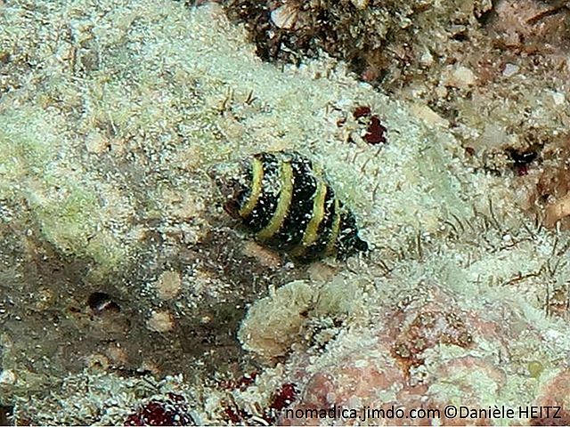 escargot de mer, coquille noire rayée jaune