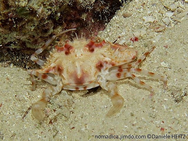 Crabe, carapace avant arrondi,  longue épine latérale,  couleur beige tachée brun-rougeâtre, pates annelées rougeâtres