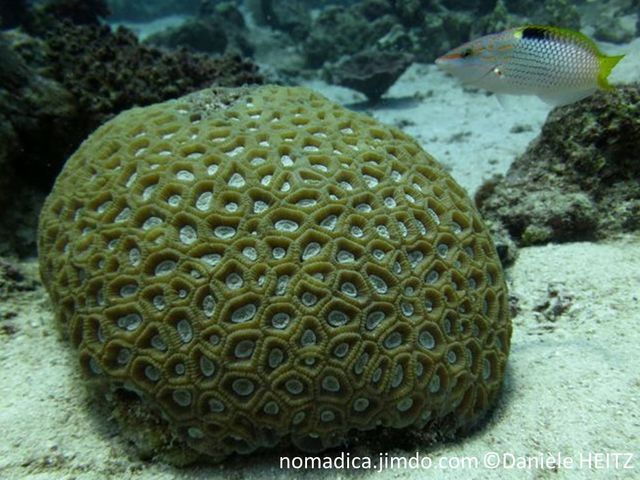corail dur, massif,  brun centre crème, corallites  comptactes, profondes