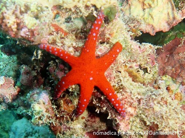 Etoile de mer, rouge, bras, terminaison, points blanc-bleuté,