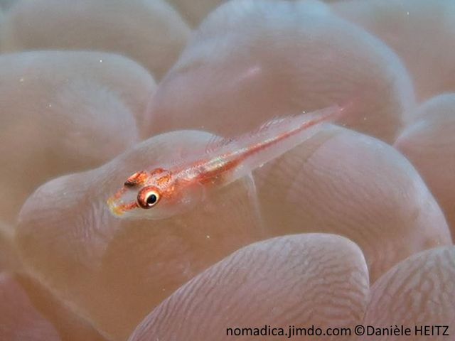 petit poisson, corps semi-transparent rougeâtre à brun-verdâtre, ligne médiane brun-rougeâtre, tirets blancs, yeux rouges
