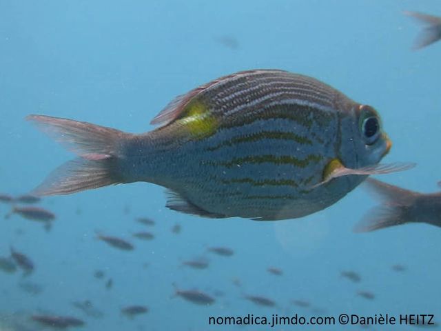 poisson, rose argenté, lignes jaune doré,  arrière dos, tache jaune 