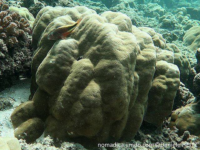 corail dur, massif, dôme, encroûtant, grandes corallites