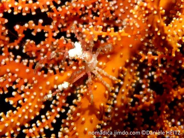 Crabe araignée, V blanc sur le dos, 2 rostres longs, fins, très longues pattes, camouflage hydraires