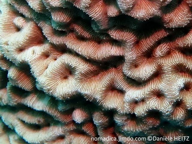 corail dur, forme dôme, surface, vallées sinueuses