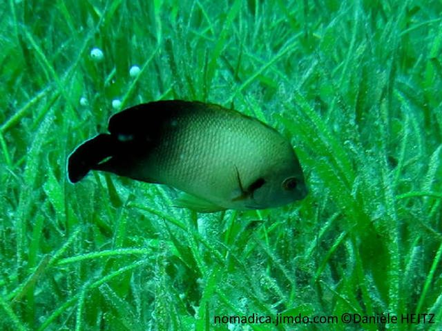 poisson, beige, gris perlé, arrière noire, barre brune sur opercule