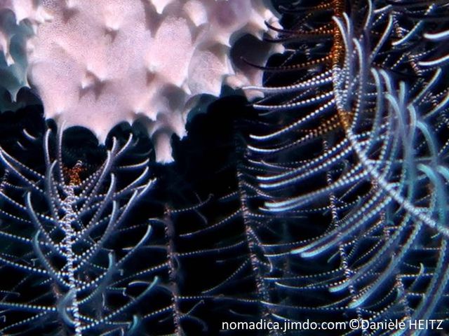 Comatule, bras fins, couleur bleu-clair, pinnules, pointes pâles, forme peigne