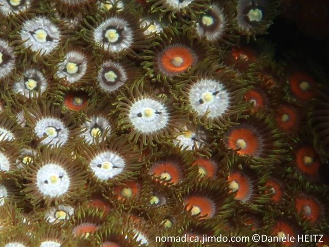 corail mou, forme anémone coloniale, base commune, disque oral, couleurs vives bordure tentacules,