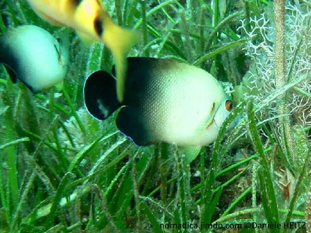 poisson, beige, gris perlé, arrière noire, barre brune sur opercule