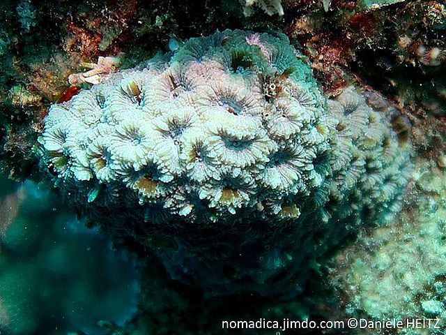corail dur, petit, corallites  denses, circulaires, septes épais,  exserts