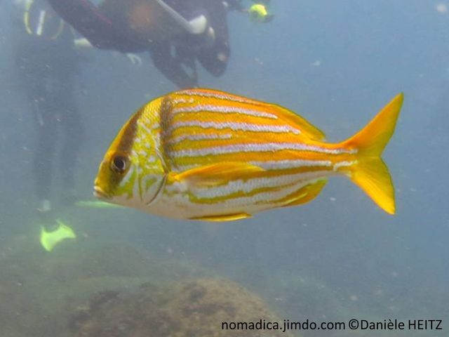 poisson, larges  bandes jaunes, horizontales, tête, 2 barres noires , larges