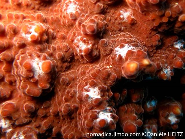 Corail, forme plaque mince encroûtante et lame , surface verruqueuse, disques oraux couleur blanche, vert ou rouge.