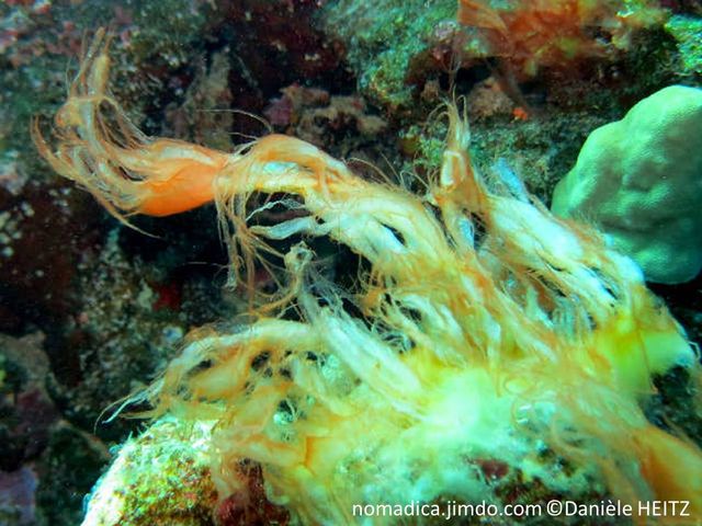 Cyanobactérie, ressemble à une algue, masse blanche sans forme, longs filaments orange à brun-rougeâtre