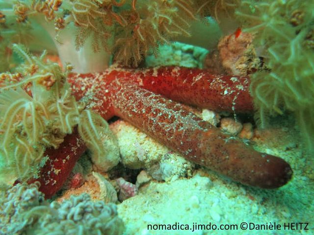 Etoile de mer , 5 longs bras, cylindriques, disque central étroit,