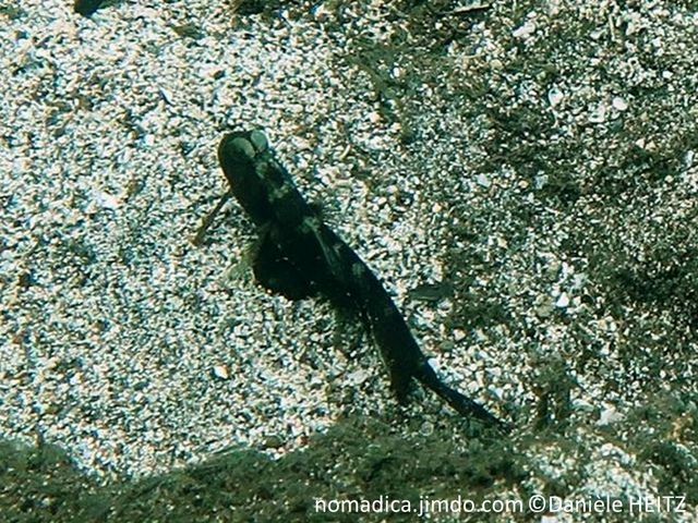 Cryptocentrus Fasciatus Site De Nomadica Lorsque les selles sont blanches ou d'une nuance d'argile, cela nous indique que nous avons un plusieurs causes peuvent être à l'origine de selles blanches : nomadica jimdo