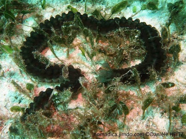 holothurie, forme serpent, brun-foncé, moucheté de blanc, tentacules pennés