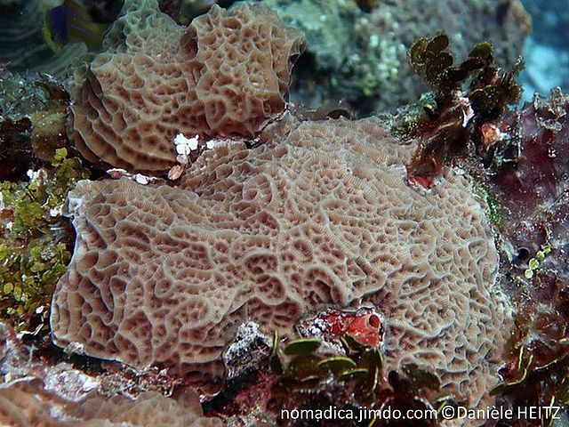 corail dur, surface gauffrée, corallites dans les vallées profondes