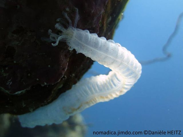 holothurie, blanc transparent,  capitonnée, tentacules pennés