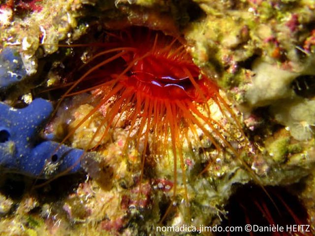 Bivalve, manteau long tentacules, rouge orangé vif, liseré bleu électrique,
