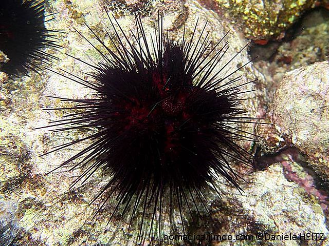 Oursin, noir-rougeâtre, longues épines, anus, forme de sac rougeâtre à petits points blancs