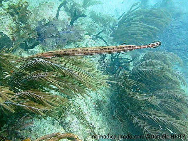 corail gorgone, forme plumeuse, axes couleur violacé, rameaux, polypes brunâtres