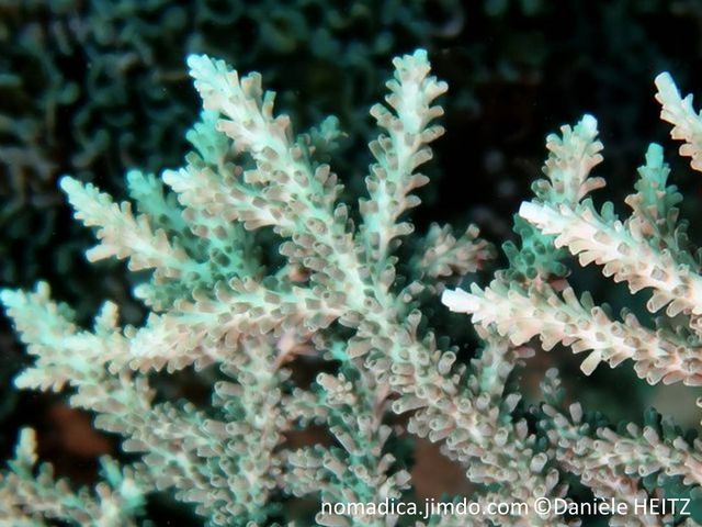 corail, détail corallites