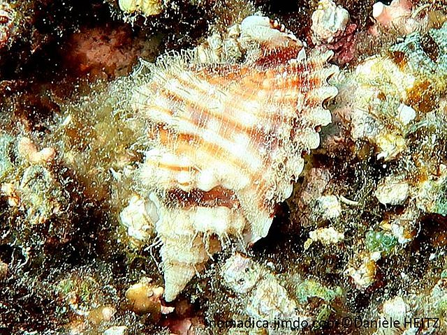 escargot de mer, coquille nervures larges, bordure dents larges, face ventrale, dentée