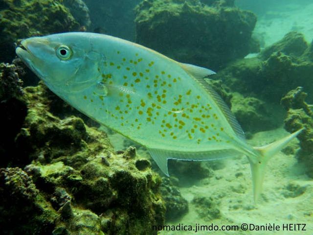 poisson, fuselé, massif, argenté avec des points jaune-doré, nageoires pectoral forme faucille, pédoncule caudal long