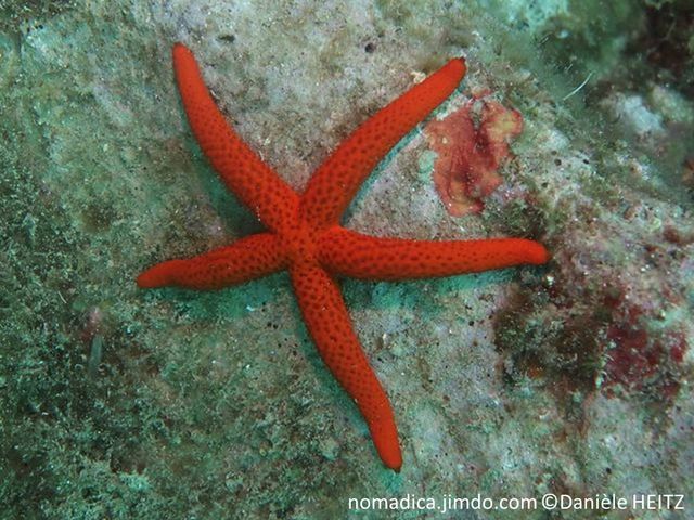 Etoile de mer, rouge vermillon, papules plus sombres, disque central réduit, 5 bras cylindriques, bouts effilés