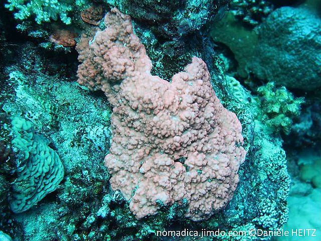 corail dur, encroûtant, rose-orangé, surface papilles fusionnées, corallites petites, immergées