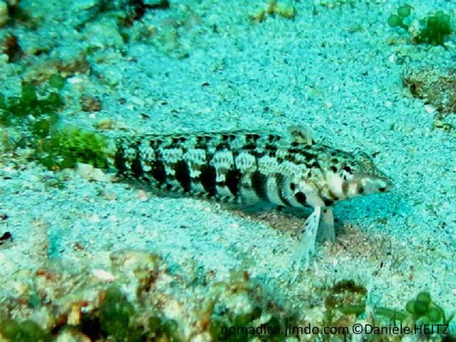 Poisson, corps, allongé, cylindrique, bas ventre, série de taches noires, dorsale, avant, tache noire, queue jaune,