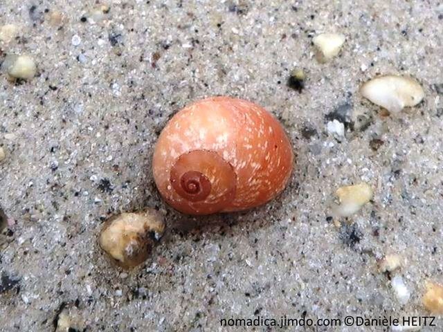 escargot de mer, coquille spiralé, couleur brun-rougeâtre, taches irrégulières blanches