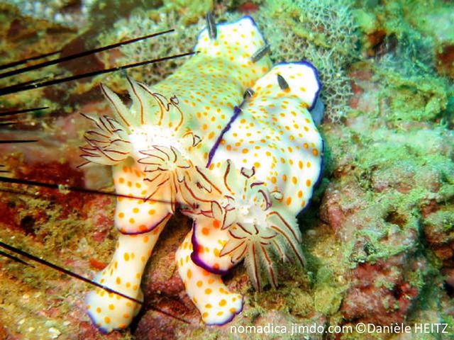 nudibranche, corps, crème, points jaune-orangé, bordure mauve, rhinophores mauve, panache branchial, blanc, bordé orangé ou mauve