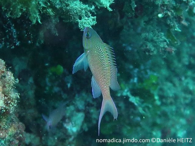 poisson, ovale, comprimé, rose-orangé, tête, 3 lignes vert-orangé, longues nageoires, nageoire caudale en queue de lyre