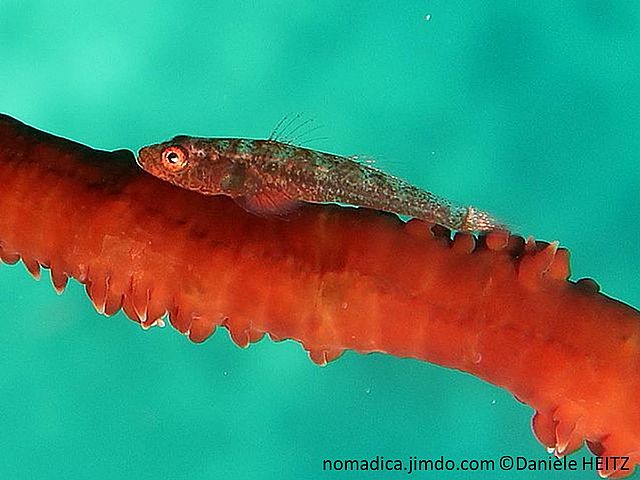 poisson, petit, allongé, corps semi-transparent, bandes verticales rougeâtres, petits points brun-rougeâtre, yeux blancs cerclés rouges