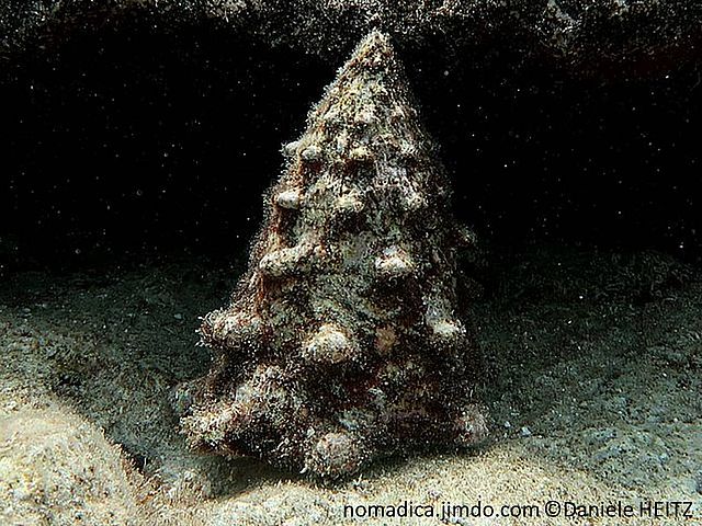 escargot de mer,  gros,  forme pyramide, spirales dents émoussées, coquille brun-rosé