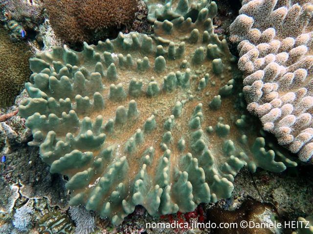 corail mou, plaque irrégulière, lobes en forme de crête, perpendicualire à la marge, brun-clair à grisâtre, verdâtre