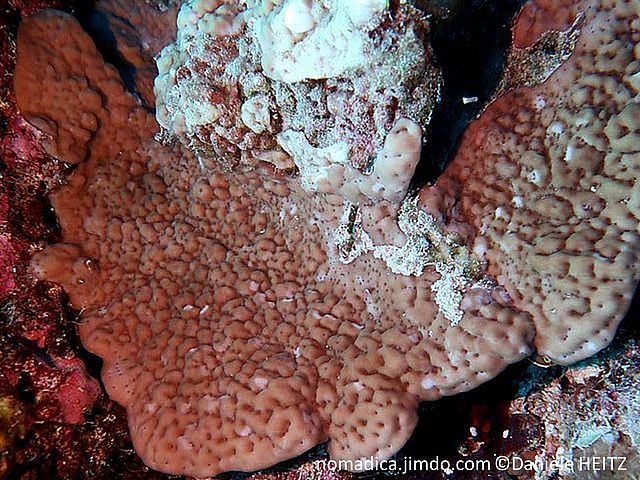 corail dur, encroûtant, rosé brun pâle, surface verrues fusionnées, 
