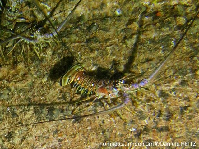 Langouste, paire d'antennes, couleur mauve