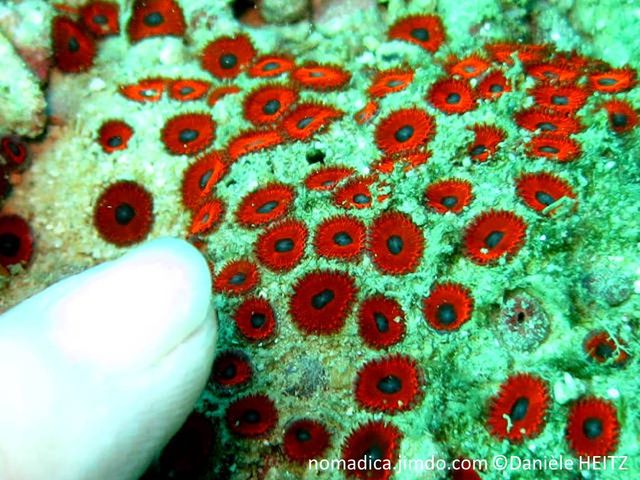 corail mou, colonial, forme anémone, très petits, couleur vive, disque oral plant, bordure tentacules