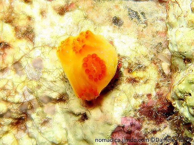 ascidie, tunique commune, jaune-orangé,siphon entouré de zoïdes cerclés orange