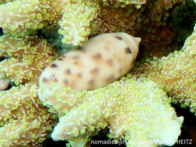 escargot de mer, forme allongé, taches brunâtres